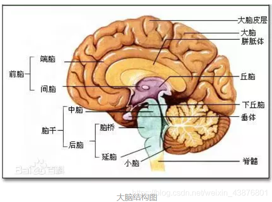 大脑的结构与功能_Mr.Ma-master的博客-CSDN博客_大脑的结构和功能